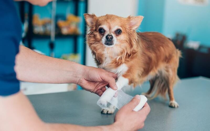 How Pre-Existing Conditions Affect Pet Insurance