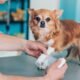 How Pre-Existing Conditions Affect Pet Insurance